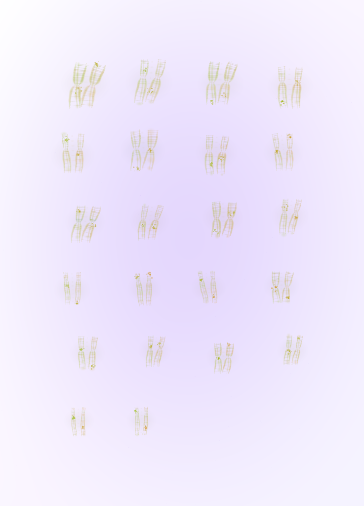Colourful genome-derived artwork presented in a structured karyotype layout